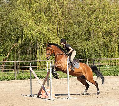 Concours hippiques au Mesnil-sur-Blangy